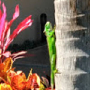 Meet your Posher, Zoria